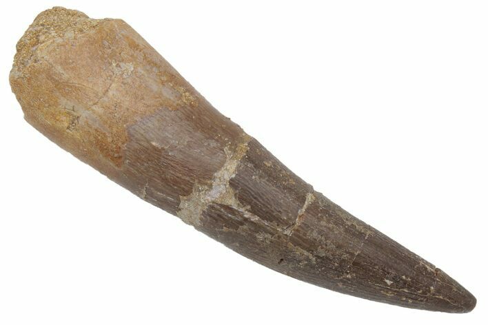 Fossil Plesiosaur (Zarafasaura) Tooth - Morocco #215850